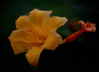 Floating Day Lily...