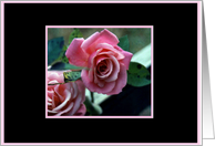 Pink Rose Blank Card
