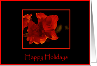 Amaryllis Happy Holidays Card