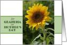 Mother’s Day, for Grandmother, superb Sunflower card