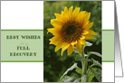 Best Wishes for a Full Recovery, superb sunflower card