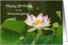 Happy Birthday Like a Granddaughter Water Lily card