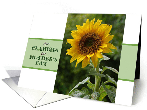 Mother's Day, for Grandmother, superb Sunflower card (1044617)
