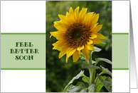 Feel better soon, superb Sunflower card