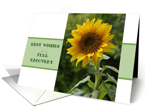 Best Wishes for a Full Recovery, superb sunflower card (1111248)
