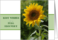 Best Wishes for a Full Recovery, superb sunflower card