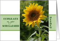 Congratulations for Scholarship, for Nephew, superb sunflower card