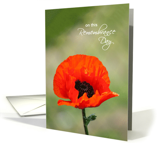Remembrance Day Card - Red Poppy card (1263182)