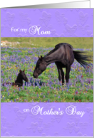 Mother’s Day card for Mom - Mustang Mare and Foal with Bluebonnets card