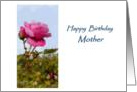Happy Birthday Mother - pink rose, bud, blue sky card