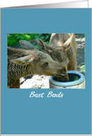 Birthday, best buds, two elk calves card