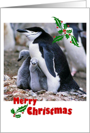 Merry Christmas, for Adoptive Parents, Penguin Family card