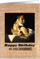 Happy Birthday, for Brother, Boxer and Tabby cat card