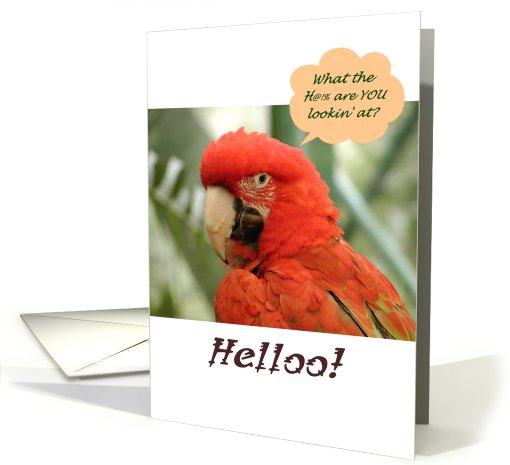 Birthday hello, sarcastic macaw, funny card (771411)