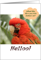 Birthday hello, sarcastic macaw, funny card