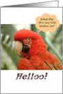Birthday hello, sarcastic macaw, funny card