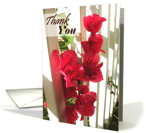 Bougainvillea, thank you, blank inside card (771414)
