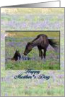 Mother’s Day, mare with foal, poem card