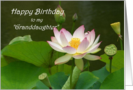 Happy Birthday Like a Granddaughter Water Lily card