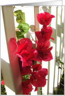 Bougainvillea note card, blank inside card