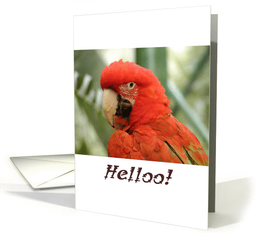 Hello card, Macaw, blank inside card (814552)