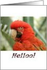Hello card, Macaw, blank inside card