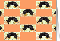 Note card, Dachshunds, blank inside card