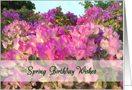 Birthday, spring, Bougainvillea card