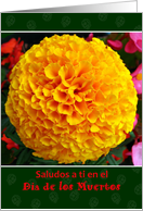 Dia de los Muertos ’Greetings’ in Spanish, Marigold flower card
