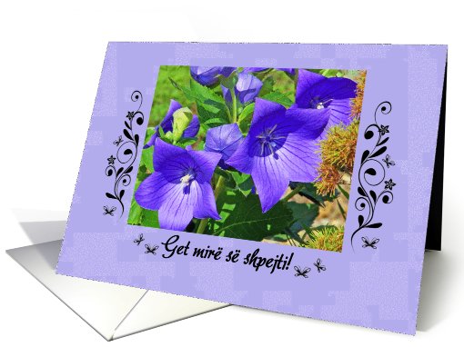 Get well, in Albanian, Star-shaped flowers card (896824)