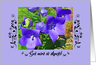 Get well, in Albanian, Star-shaped flowers card