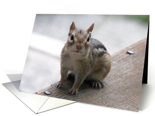 Chipmunk, Blank Inside card (668343)