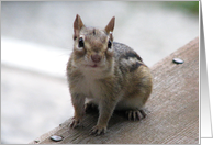 Chipmunk, Blank Inside card