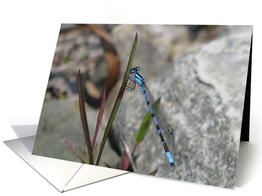 Blue Dragonfly, Blank Inside card (668345)