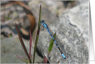 Blue Dragonfly, Blank Inside card