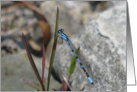 Blue Dragonfly, Blank Inside card