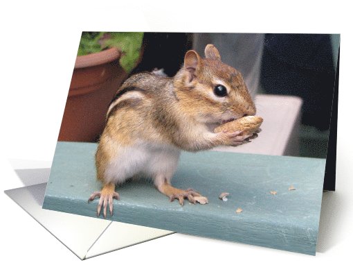 Nuts About You, cute Chipmunk card (668351)