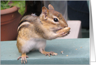 Nuts About You, cute Chipmunk card