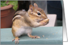 Nuts About You, cute Chipmunk card