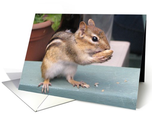 Chipmunk With Peanut, Blank Inside card (668352)