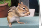 Chipmunk With Peanut, Blank Inside card
