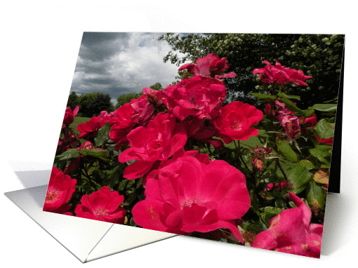 Red Roses Thank You Philippians 1:3 card (671993)