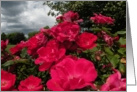 Red Roses Thank You Philippians 1:3 card