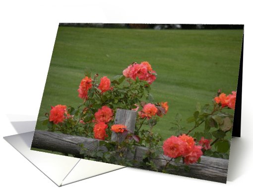 Peach Lace Rose card (672335)