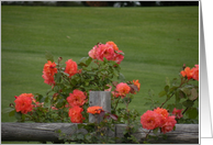Peach Lace Rose card