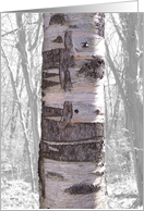 Great Birch Tree And Forest, Blank card