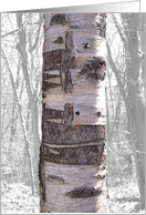 Great Birch Tree And...