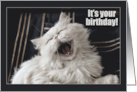 Happy Birthday Humor with Cute Laughing Persian Cat card