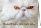 Birthday card, angry cat photograph, white Persian, humor card