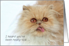 Cute Funny Persian Cat I Heard You’ve Been Sick Get Well Soon card
